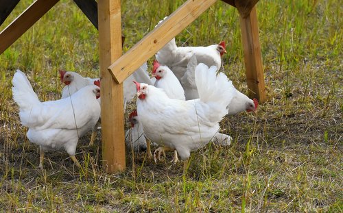 chicken  poultry  plumage