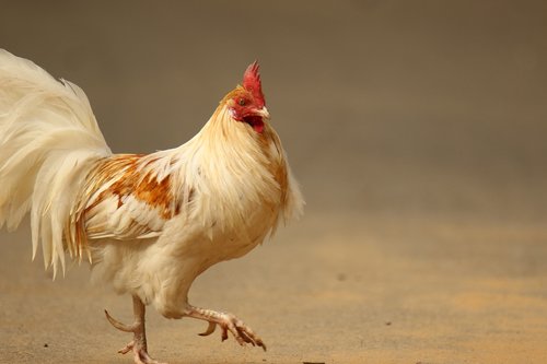 chicken  rooster  bird
