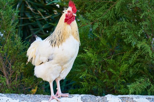 chicken  cock  animal