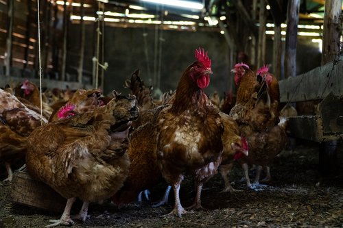chicken  hen  farm