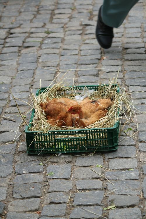 chicken market rooster