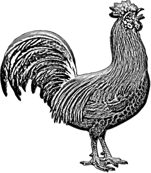 chicken  domestic fowl  fowl