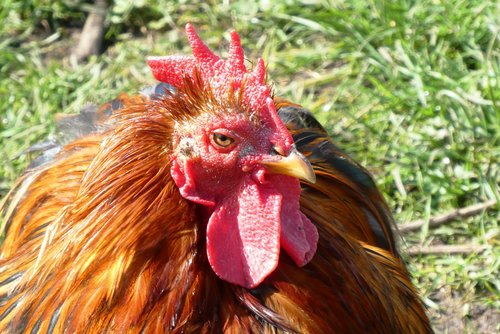 chicken  feathers  comb