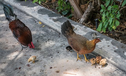 chicken  rooster  chicks