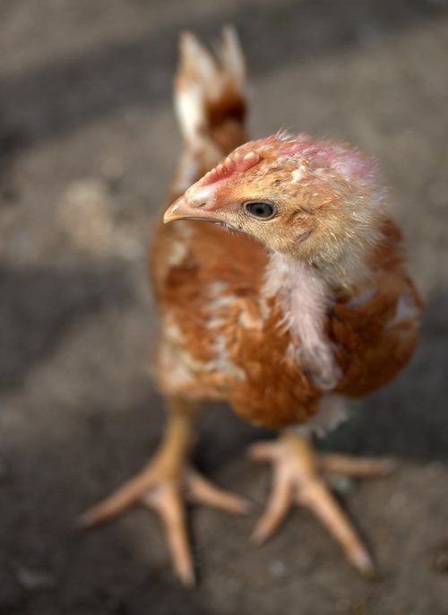 chicken  birds  farm