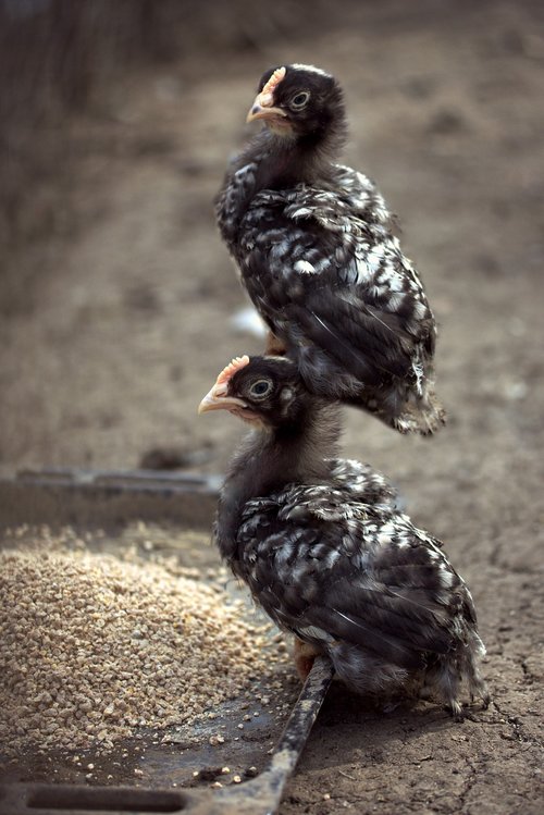 chicken  acrobat  funny