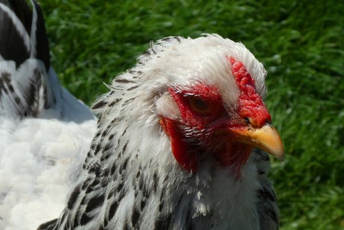 chicken  feathers  poultry