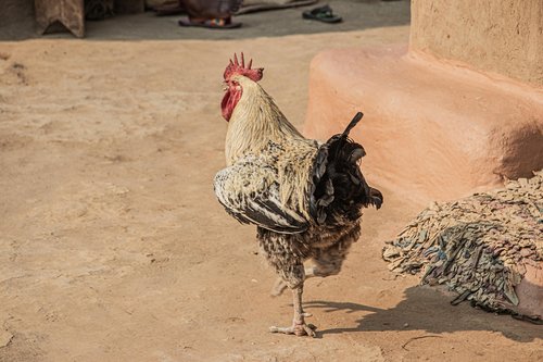 chicken  walking  rooster