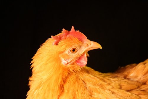 chicken  hen  poultry