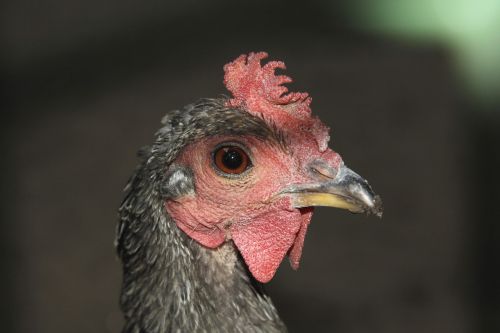 chicken hahn portrait