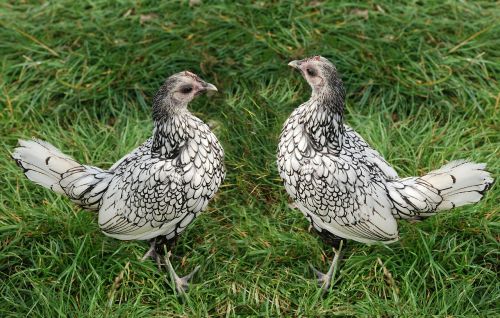 chicken poultry hen