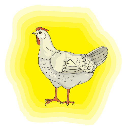chicken bird white