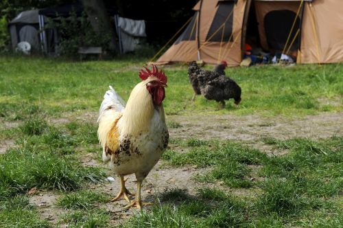 chicken hahn campground