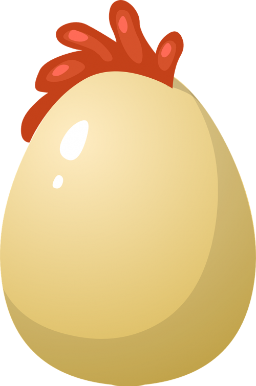 chicken egg hen