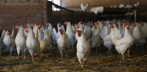 chicken laying hens stall