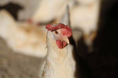 chicken laying hens stall