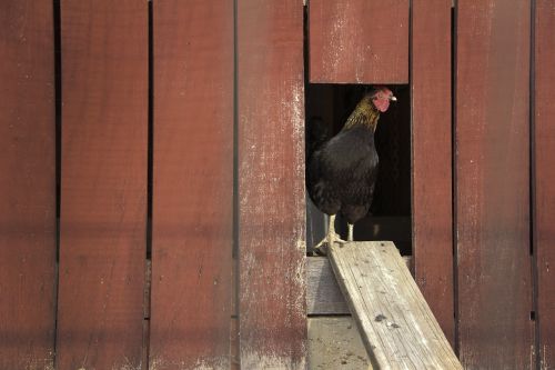 chicken hen coop