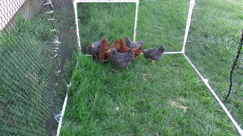 chicken chicken coop poultry