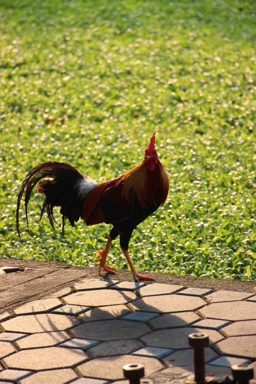 chicken the animals in the country birds