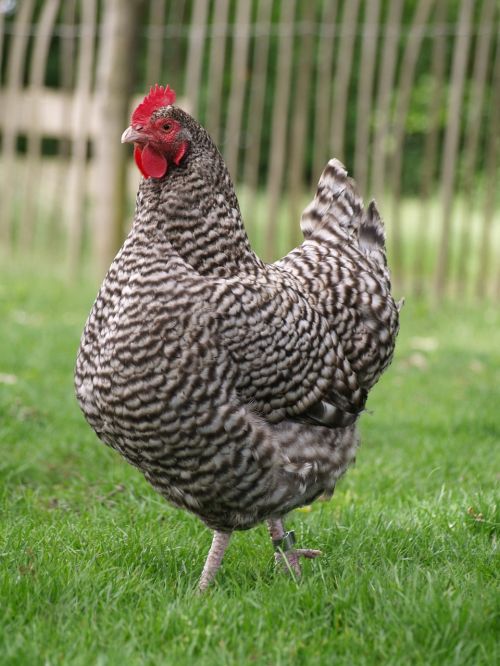 chicken pet outdoor