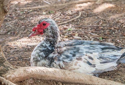 chicken animal bird