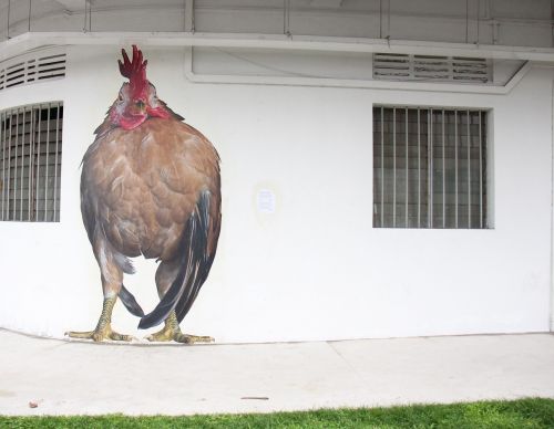 chicken art mural