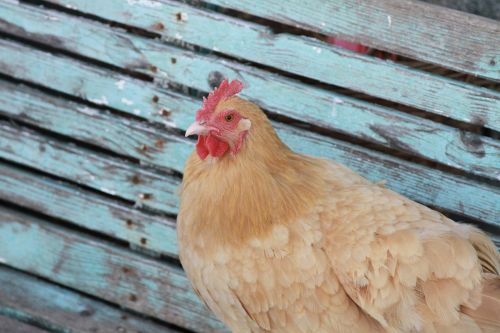 chicken farm farm animals
