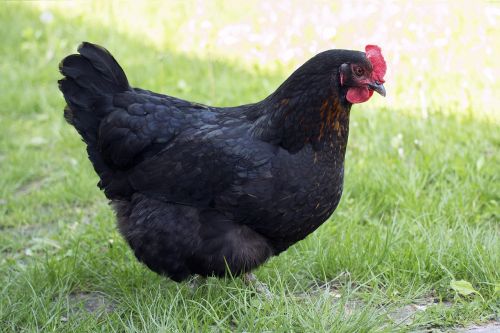 chicken black prejudices