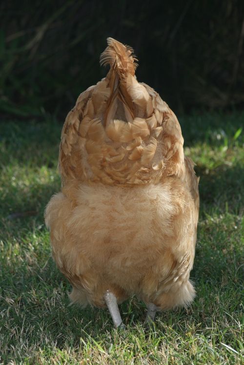 chicken bird hen