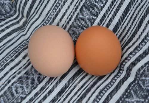 chicken eggs food power