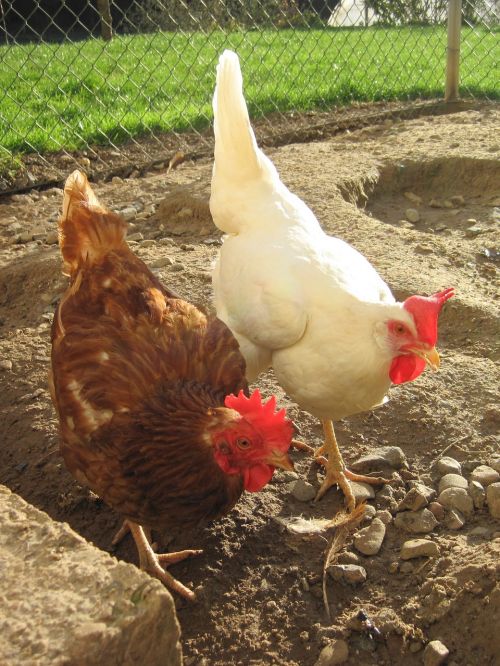 chickens sun chicken run