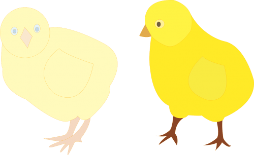 chickens poultry birds