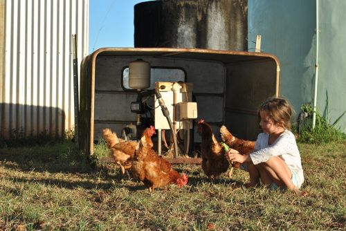 chickens egg farm