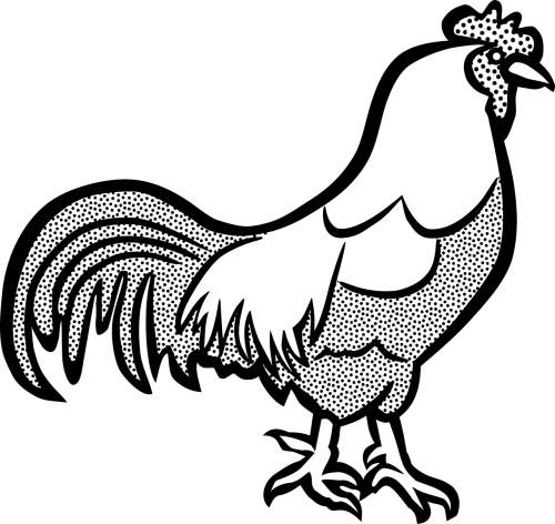 chickens cock farm