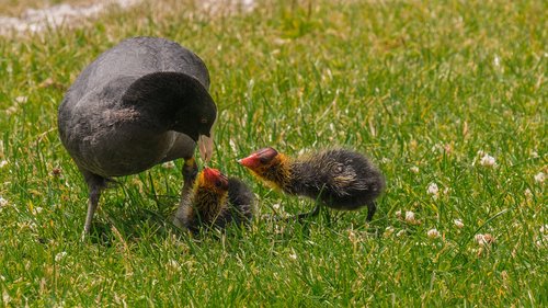 chickens  coot  chicks