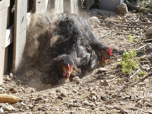 chickens  dust  birds