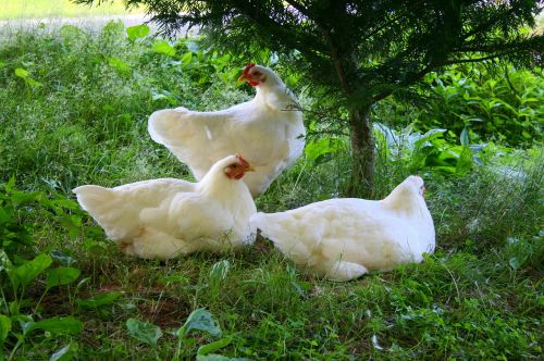 chickens hens white
