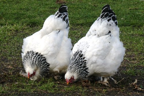 chickens  feathers  poultry