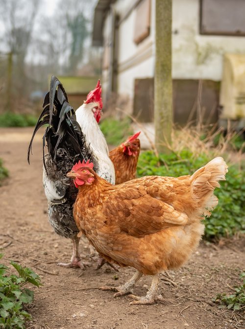 chickens  farm  free running