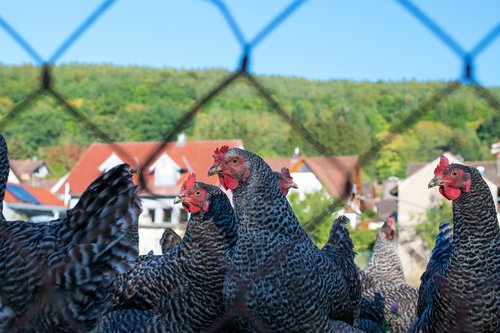 chickens  poultry  easter