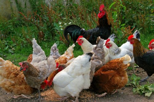 chickens chicken run farm