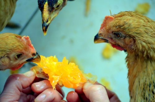 Chickens And Orange