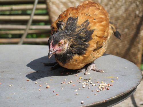 chickens chicks chicks vorwerk