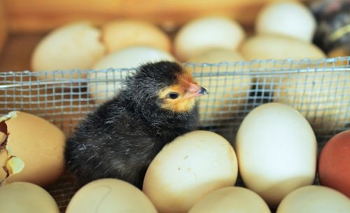 chicks egg hatched