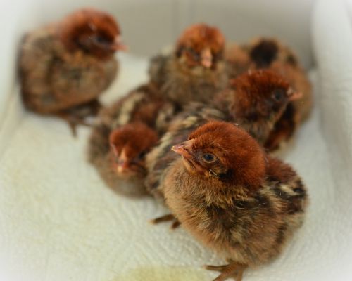 chicks hatched fluffy
