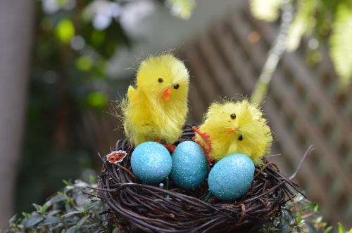 chicks birds eggs