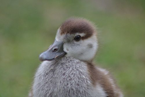 chicks goose bird
