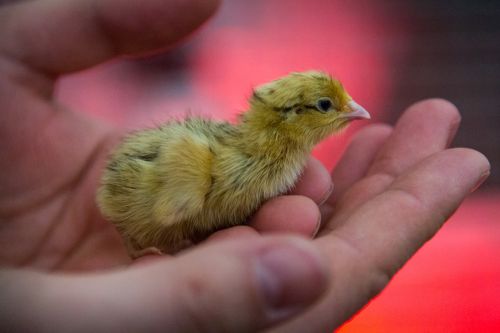 chicks hand plumage