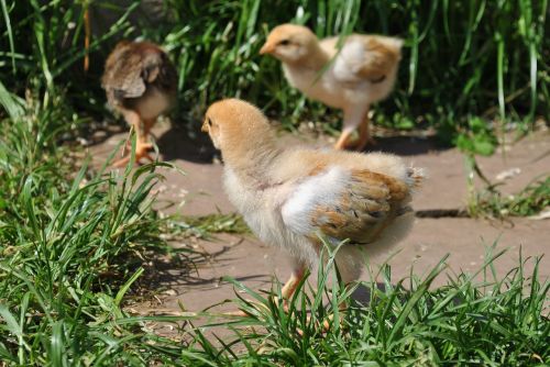 chicks chickens grass