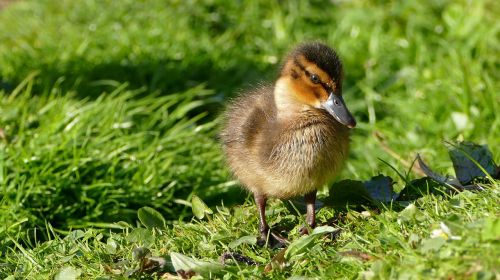 chicks ducklings animal children